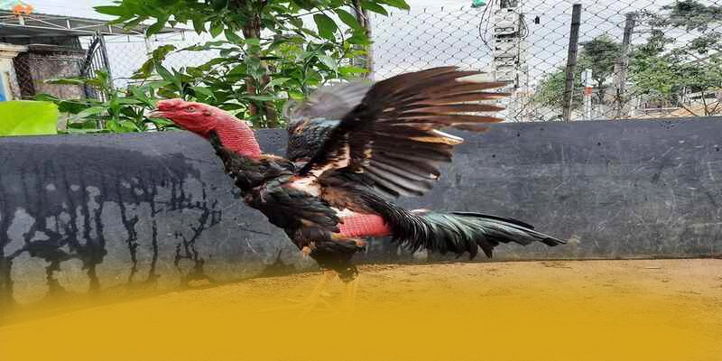 Khả năng truy cập đa nền tảng cùng GOOD88 Khả năng truy cập đa nền tảng cùng GOOD88